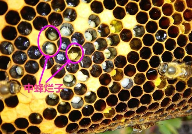 原创蜜蜂患病真的是蜜蜂抗病力差吗?其实病根在养蜂人身上