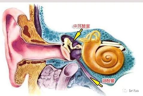 罹患分泌性中耳炎和急性中耳炎的时候应尽量避免乘坐飞机.