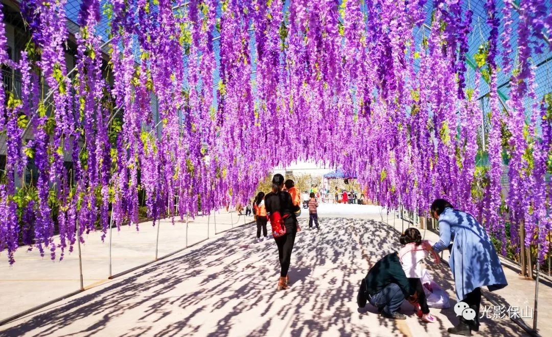 【周末时光】20190176期 保山云桑庄园紫藤花文化节侧记