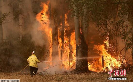 澳新州野火肆虐，一名女子勇闯火场救出受困考拉