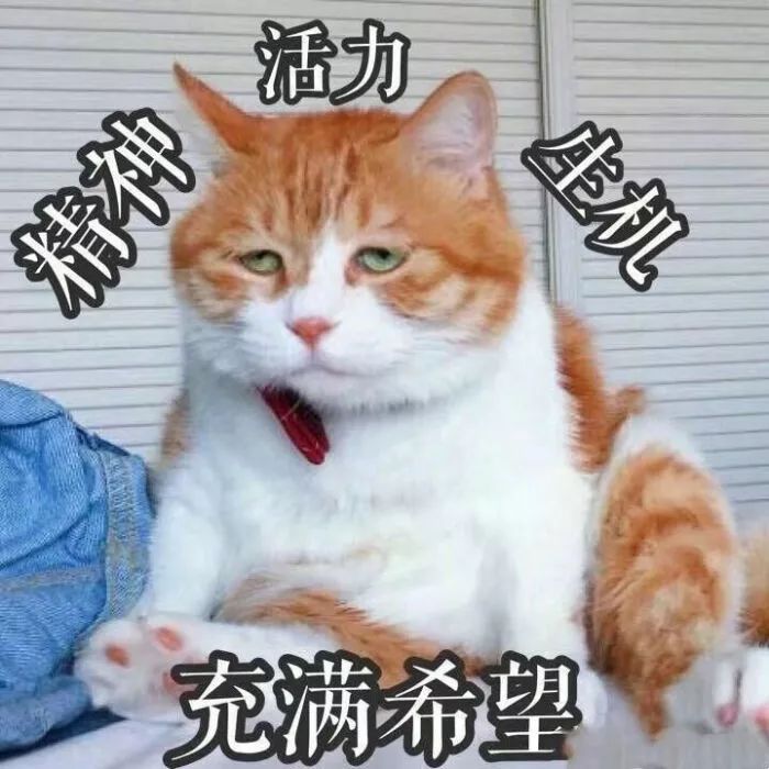 微信头像表情包忧郁猫系列