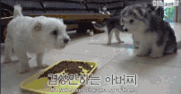 “迷你犬让二哈意外怀孕”爆红韩国！网友：别告诉泰迪！