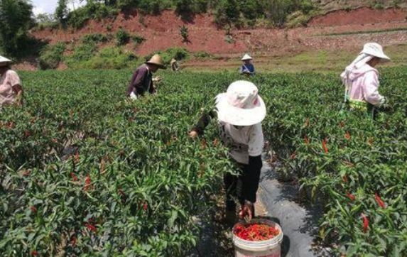 安阳各县区2019年经济总量_安阳经济(3)