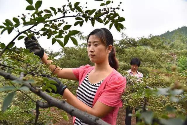 什么时候种花椒树 3dbd2c6d9e734d168dfc7380901eb549.jpeg