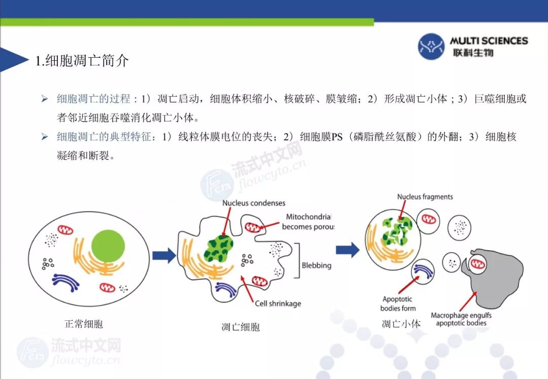 第20次线下聚会ppt流式在细胞凋亡中的应用