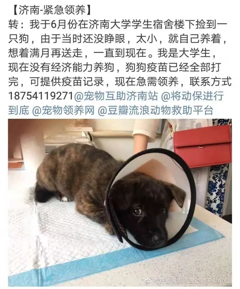 流浪大学生养狗 492ad1526c9744ceb67fb7e834b27007.jpeg