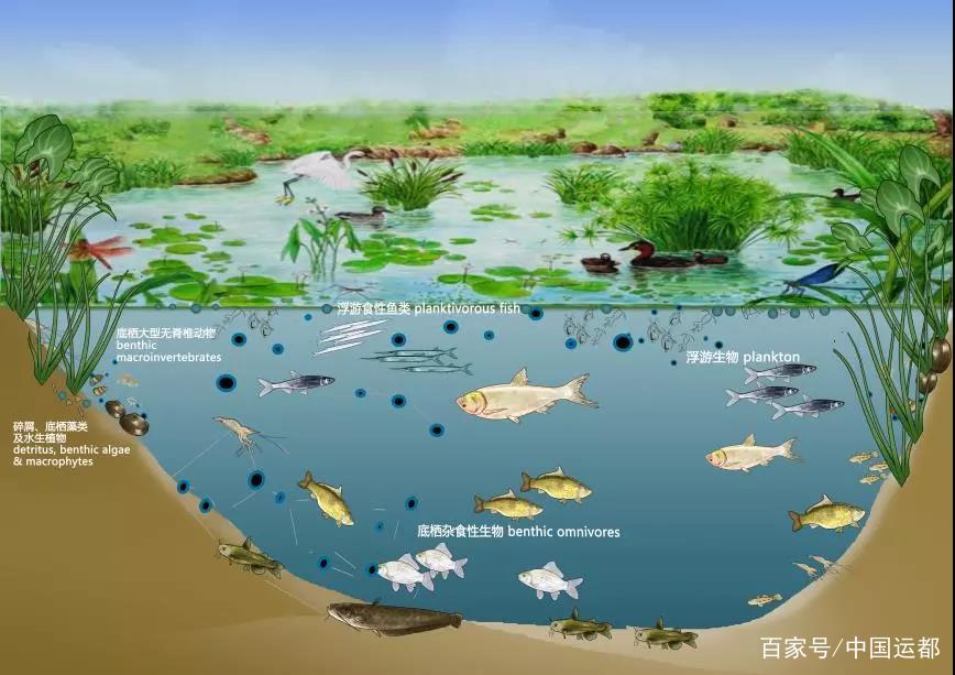 编辑 搜图 请点击输入图片描述 湖泊生态系统 为此,水生所研究员