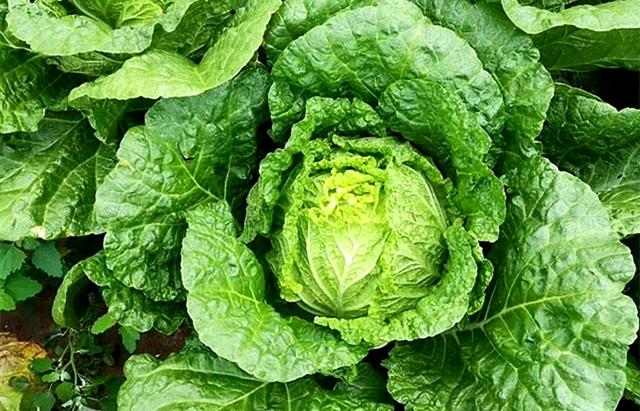 啥时候种小白菜好 50ea9a1426d2452d8a6d086dd2149033.jpeg