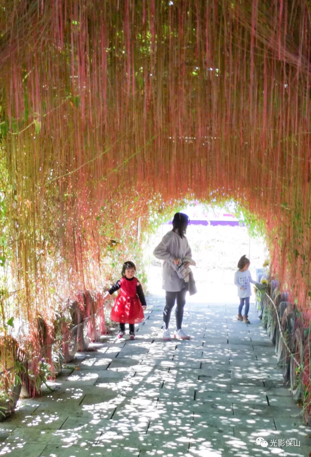 周末时光20190176期保山云桑庄园紫藤花文化节侧记