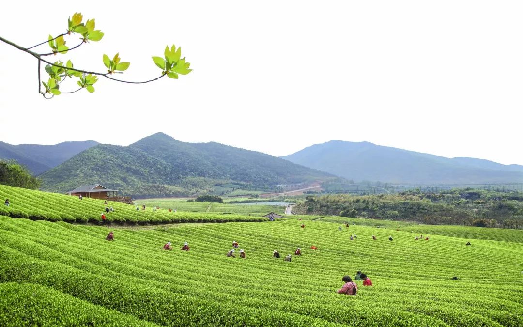 宜兴红茶品牌排行榜_宜兴红茶入围全国农产品区域公用品牌