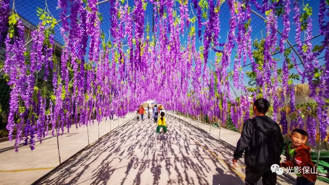 【周末时光】20190176期 保山云桑庄园紫藤花文化节侧记