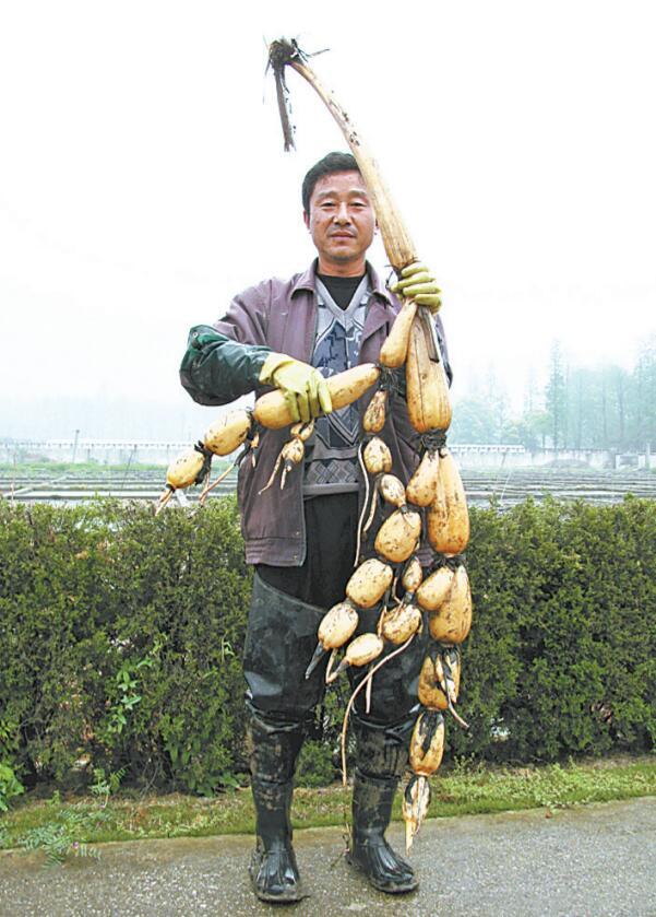 市售莲藕品种多 产量价格差异大 武汉人偏爱的野藕最粉