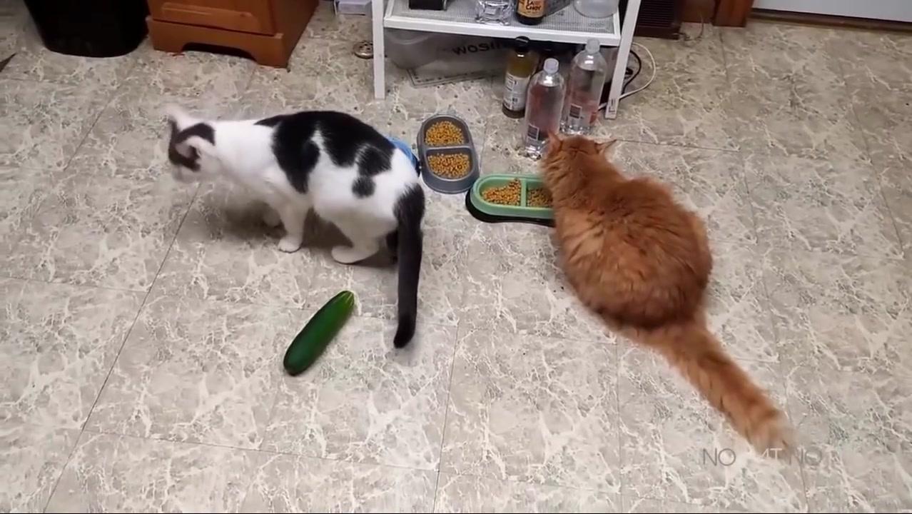 猫为何被黄瓜吓到跳起来，知道原因后，铲屎官再也不敢了！_搜狐网