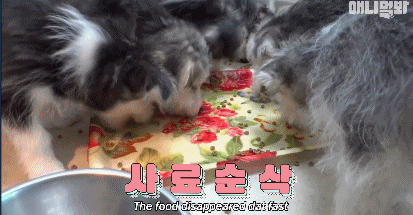 “迷你犬让二哈意外怀孕”爆红韩国！网友：别告诉泰迪！