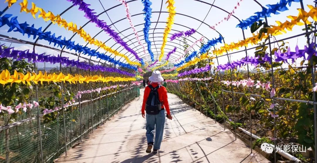 周末时光20190176期保山云桑庄园紫藤花文化节侧记