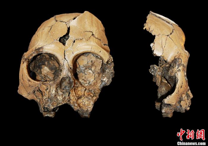 “像人又像猿”的化石被发现能证明进化论错误吗？_进化史
