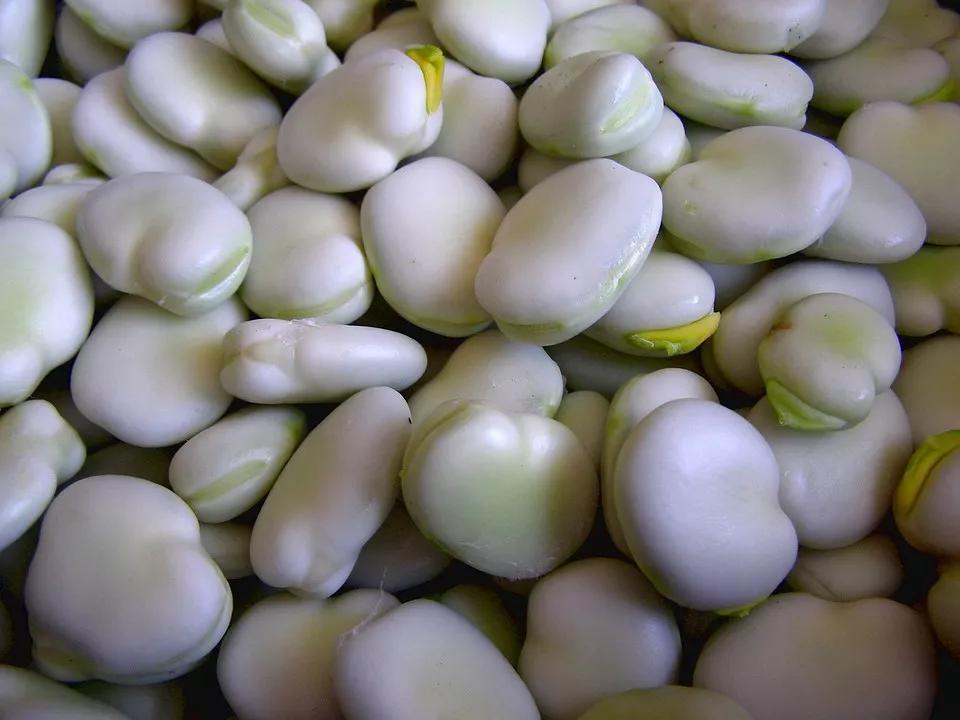 蚕 豆