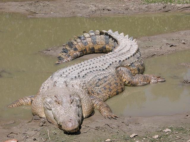 世界上最大的生物是哪一个生物 a3fed0c517d242609d1738b85c82373a.jpeg