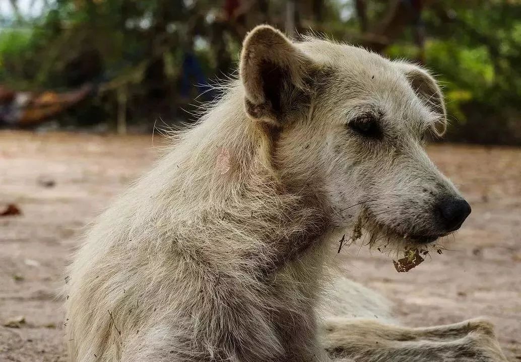 流浪狗图片 b3c67f8eae234df4b92845109f158150.jpeg