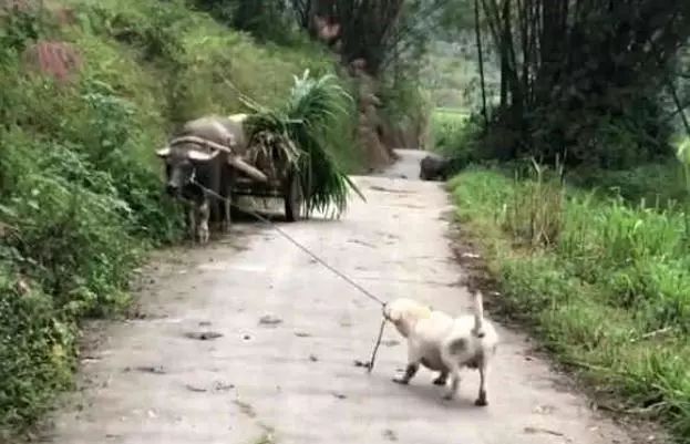 讓拉布拉多放牛，老牛吃草不肯回家，狗狗：不快點走我沒飯吃了！ 寵物 第1張