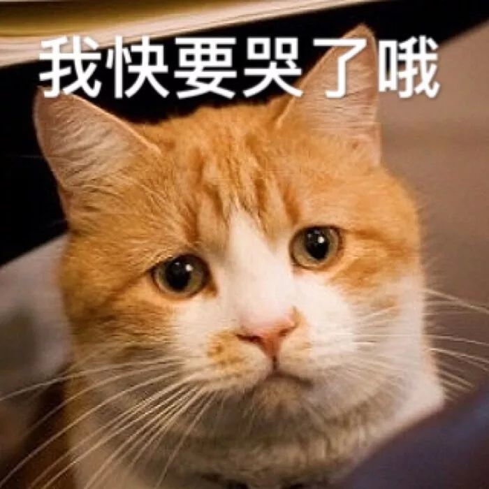 【微信头像表情包】忧郁猫系列