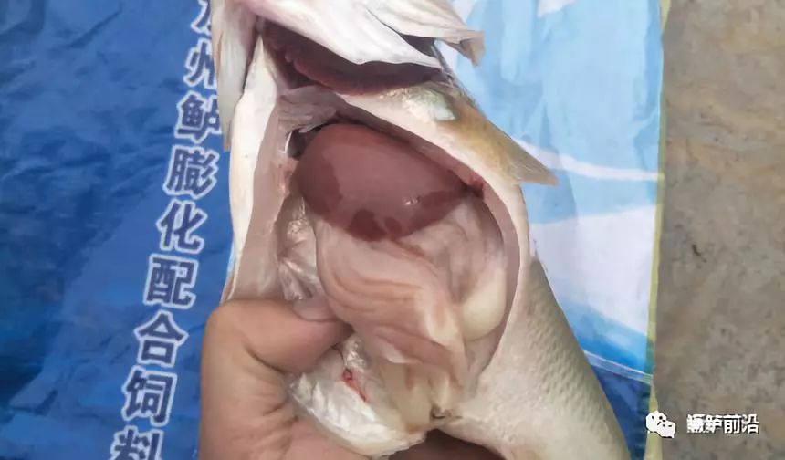 安全性好,营养均衡饲料养殖出的鱼肝脏呈鲜红色且光滑有弹性,吃料高峰