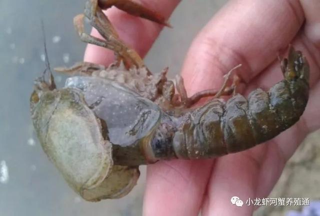 脱壳关乎着小龙虾的生死,教你一招帮助小龙虾顺利度过脱壳期