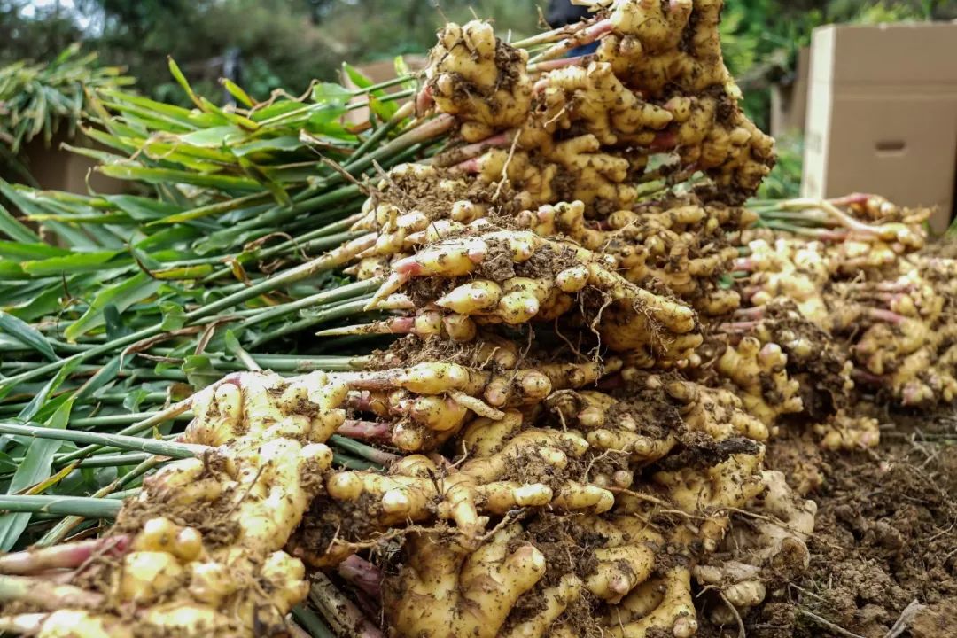 去年的市场价格虽影响了一些姜农种植生姜的积极性,但保田镇得天独厚