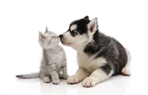 手掌星星加狗猜成语_手掌图片卡通(2)