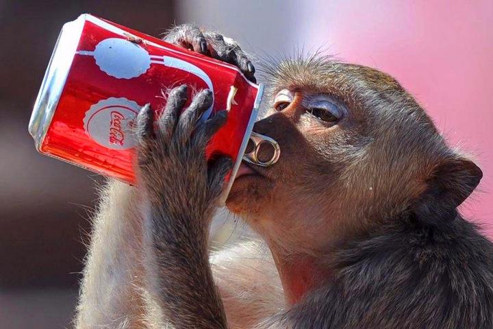 人财蛋鸡猜一个成语_养一个蛋鸡的鸡笼图片