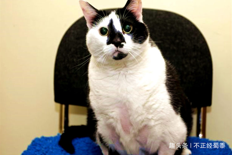 怎么给猫猫称体重 00390a26378b414494010f64292f6bdb.jpeg