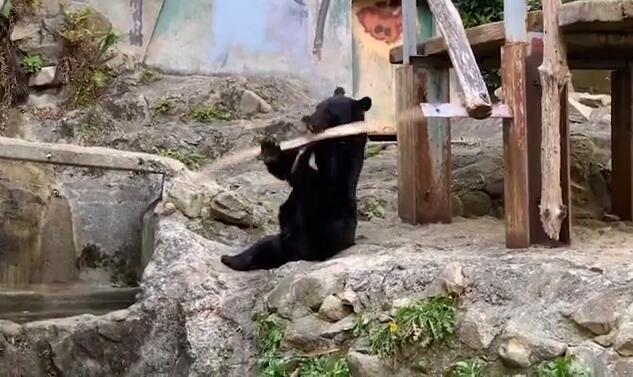 日本長崎動物園月亮熊旋轉木棍展示厲害「功夫」 寵物 第1張