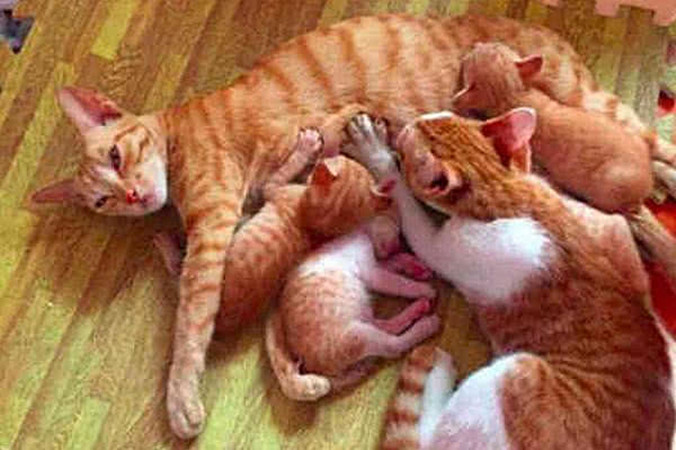 原创 猫妈妈喂小奶猫喝奶,觉得腹部力度不对,低头一看