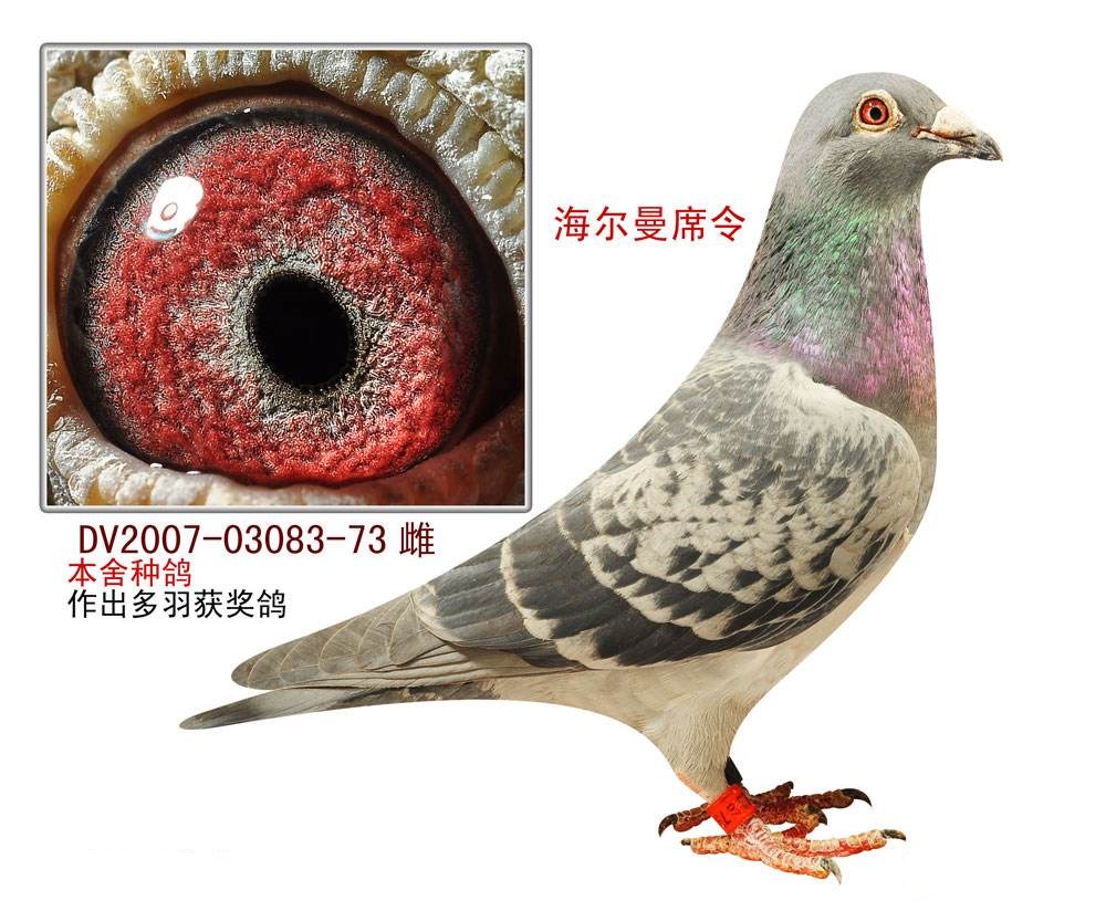 世界最著名的信鸽品种有那些?(配图)