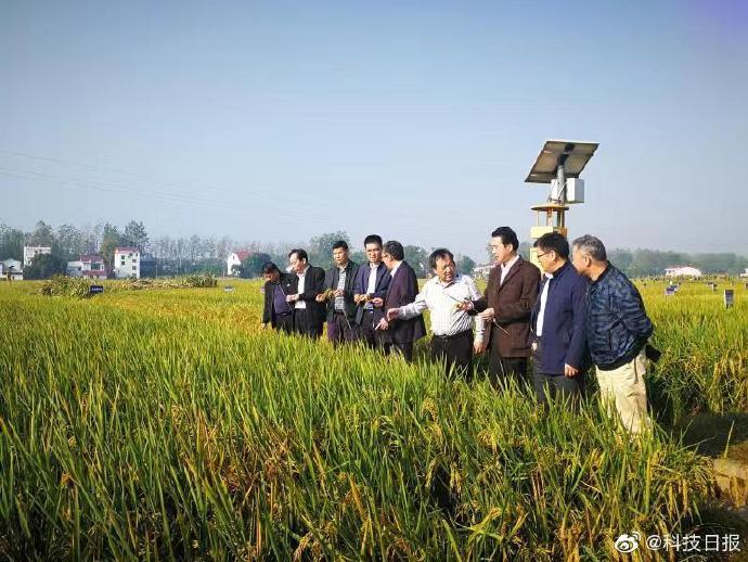 亩产1365公斤！袁隆平团队长江中游双季稻产量创新高
