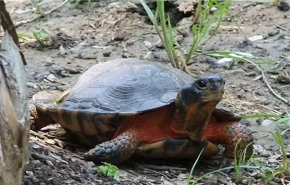 乌龟怎么叫的梗 30f356574e1f4cd7b8fbaa2dd61c0932.jpeg