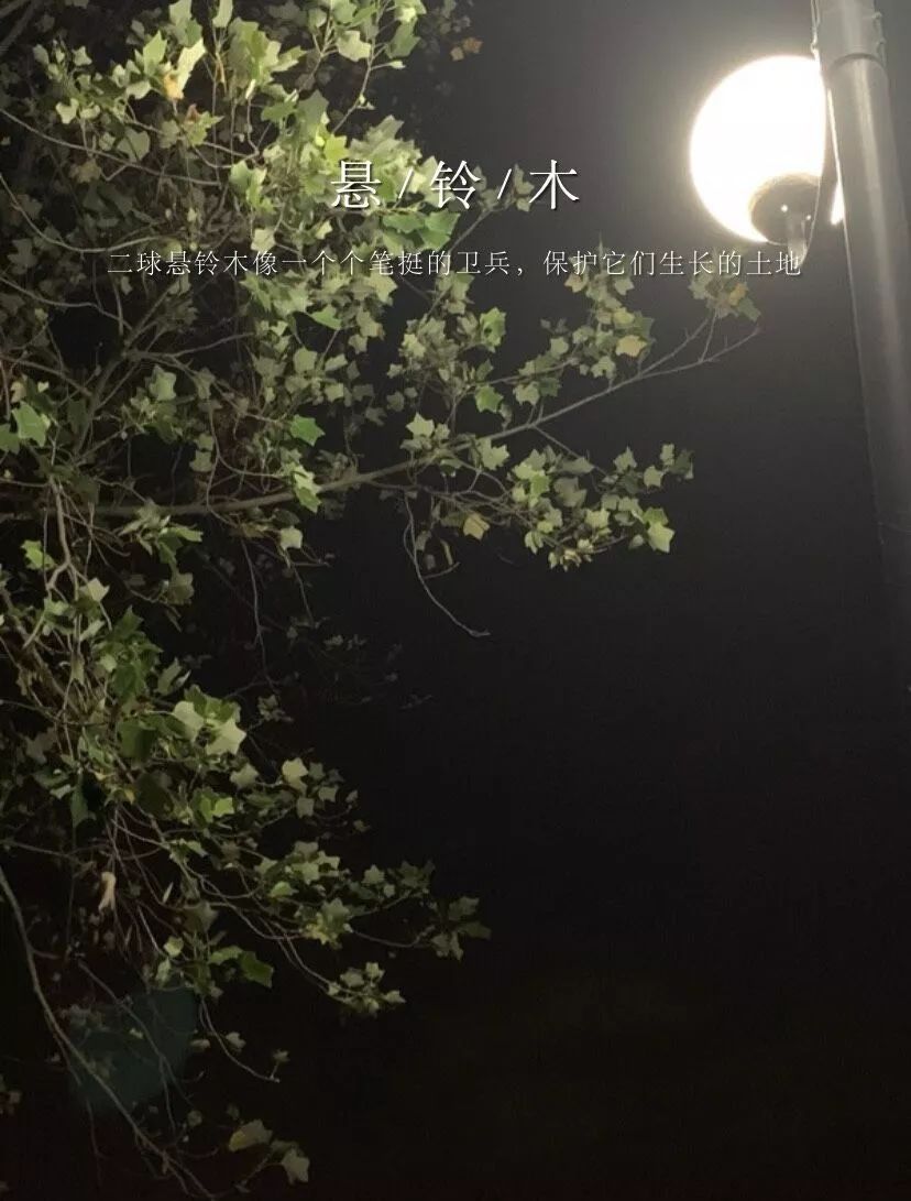 look南财 | 草木逢秋,遇见温柔