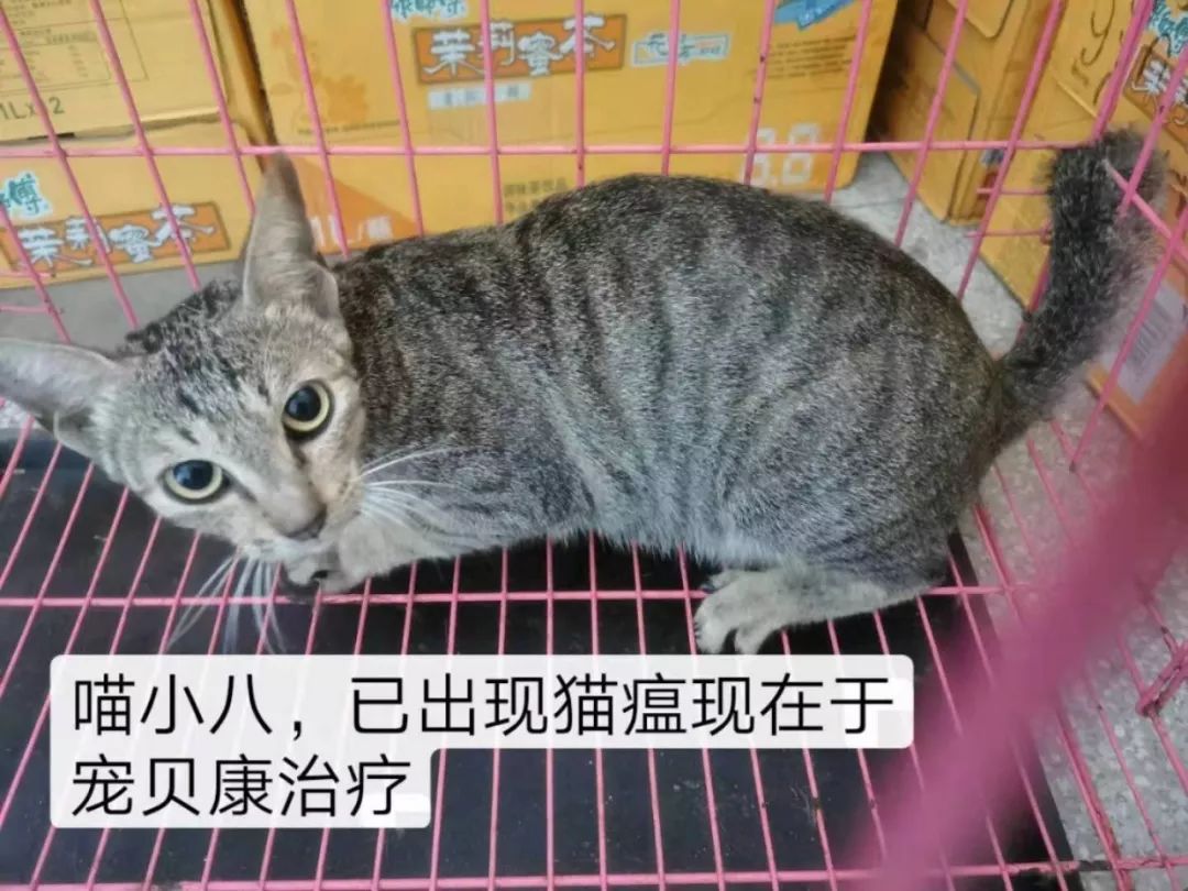 猫帮人口_袁嘉敏帮人口照片