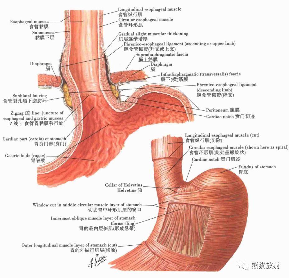 食管与胃的连接