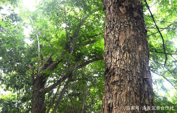 海南黄花梨树主要病虫害如何防治