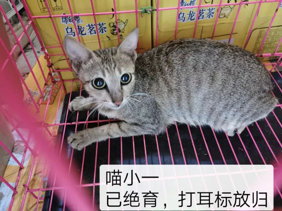 猫帮人口_袁嘉敏帮人口照片