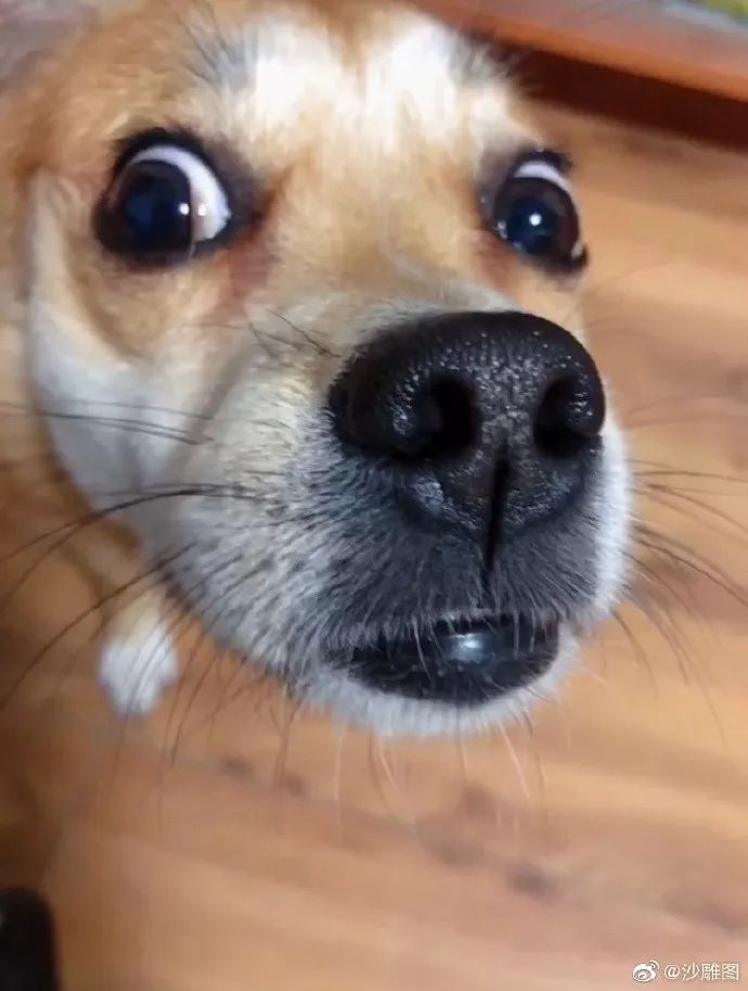 怎么看小狗有没有被咬坏 591002d1cb504beeb610f509ed9c56e7.jpeg