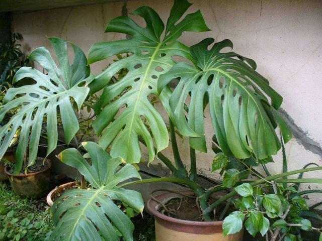 龟背竹怎么养护才好 6e967c72c5e54f61b39675cf9c455968.jpeg