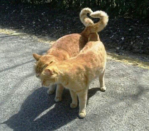 为什么有人喜欢养宠物猫 75463ed6f2e342c8927c67c13b530a06.jpeg