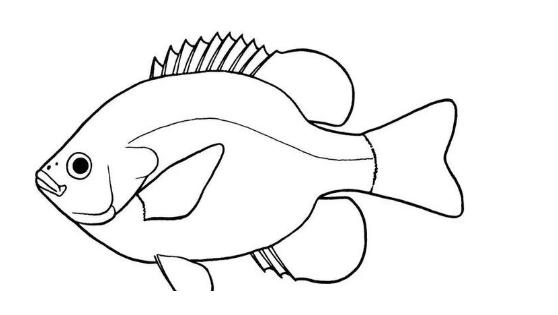 灯笼鱼怎么画最好看 790f5ac62f284829a33080ee89042129.jpeg