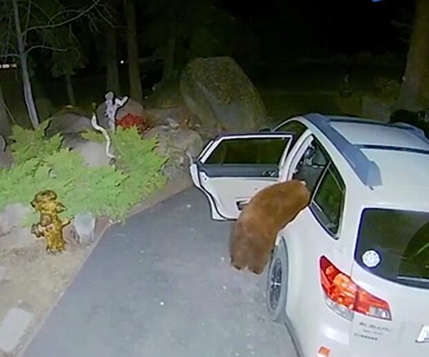 熟练工！美国棕熊娴熟开车门爬进车里寻找食物