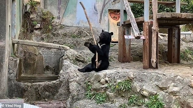 日本長崎動物園月亮熊旋轉木棍展示厲害「功夫」 寵物 第2張