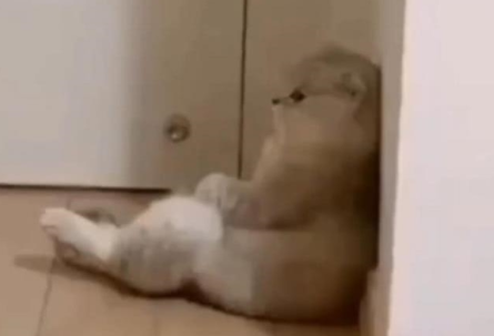 c202591128e54aecb6764598b7f901b2.png