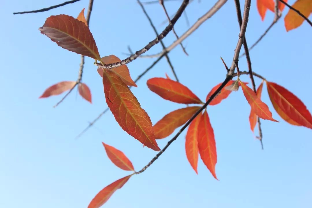 叶落始知秋之美,情深不畏霜露寒_梧桐