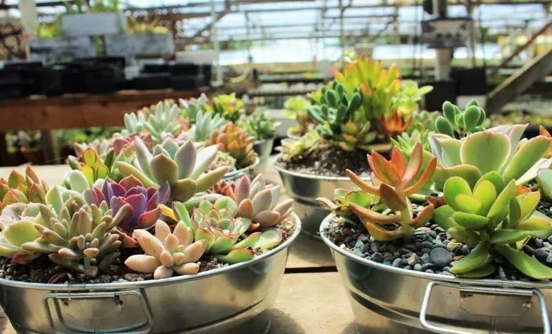 多肉怎么种植在墙上 e41215b03d7c4c9da1bcd7a71bc64fa6.jpeg